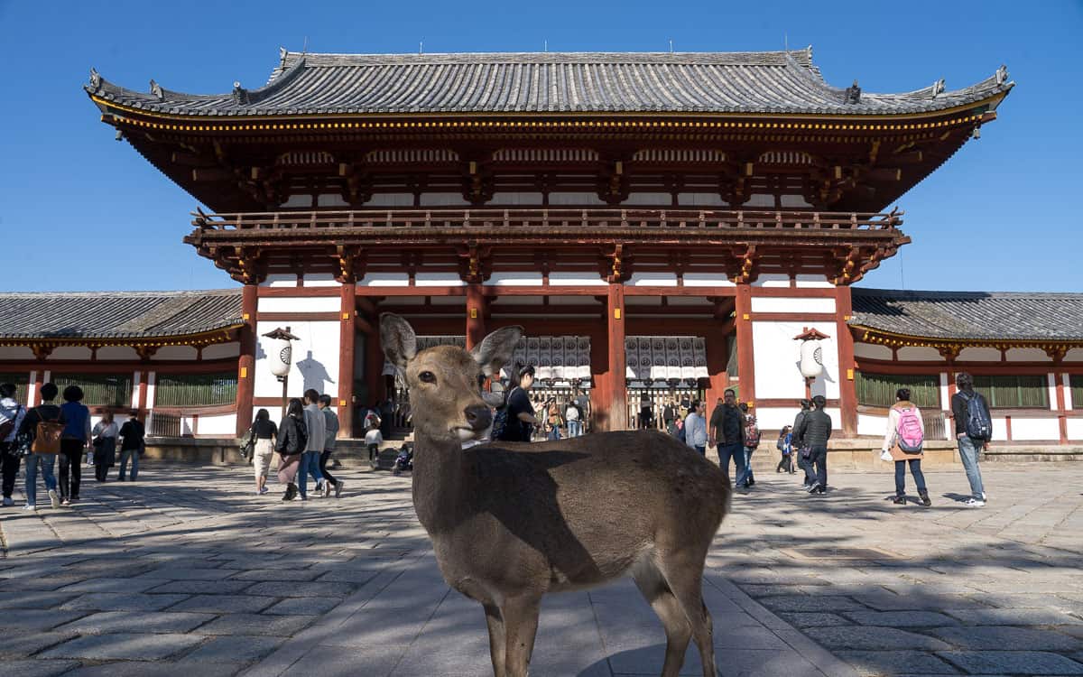 The famous deer of Nara in front of Todai-ji Temple